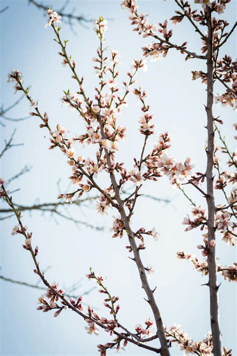 White Cherry Blossom Tree · Free Stock Photo