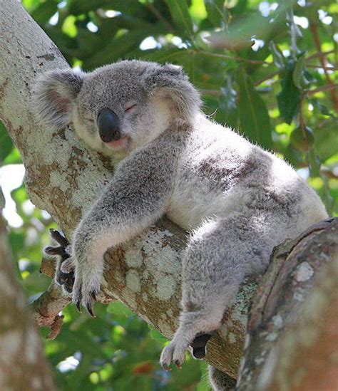 55 Best Koalas Images On Pinterest Koala Bears Koalas And Baby Koala