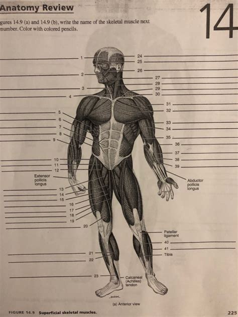 Forms the muscular shoulder cap, is shaped like the greek letter delta. Solved: 228 EXERCISE 14 SKELETAL MUSCLES AND THEIR ACTIONS ...