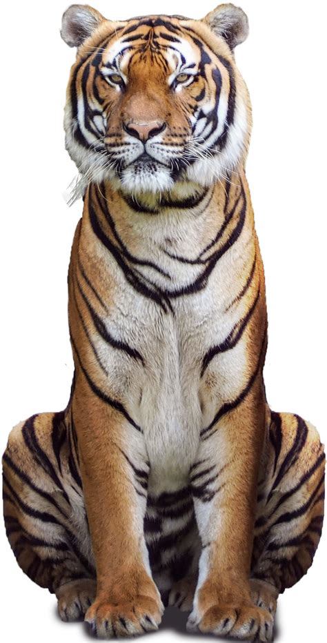 Details 100 Tiger Png Background Abzlocalmx