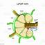 Lymph Node Anatomy Stock Illustration  Download Image Now IStock