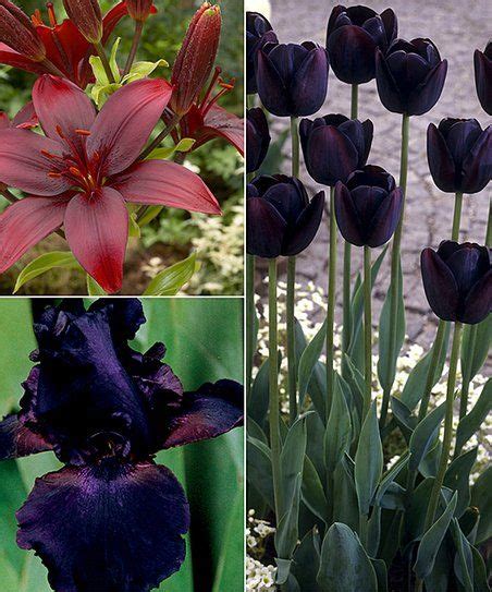 Van Zyverden Color Your Garden Black Collection Set Of 23 Bulbs