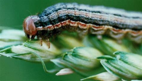 Fall Armyworms All You Need To Know Ng Turf Sod Farm