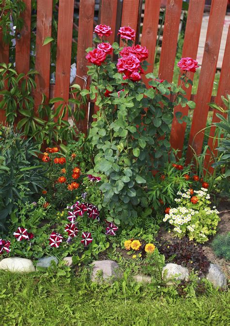 Underplanting Rose Companions Suggestions For Plants That Grow Well