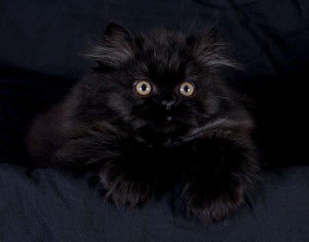 Persian kittens for sale, himalayan kittens for sale, exotic shorthair persian kittens for sale. Black Persian Kittens | Black Persian Cats | Doll Face ...