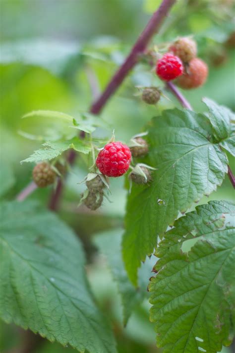 Выберите из миллионов фотографий, изображений и изображений. RASPBERRY HERITAGE For Sale in Boulder Colorado