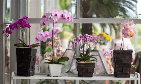 Best Orchid Pots Beginner S Buying Guide Brilliant Orchids