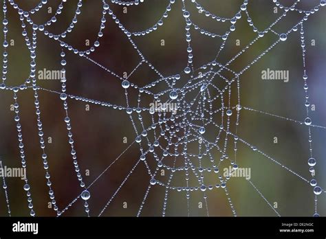 Spider Web Covered With Dew Drops Stock Photo Alamy