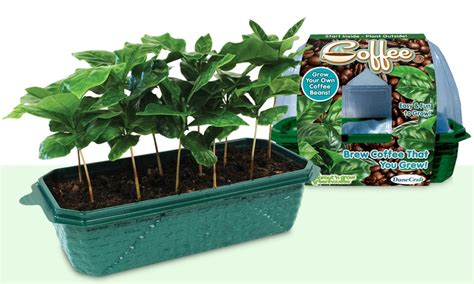Sep 27, 2020 · the duo of used coffee grounds and eggshells are also helpful as mulch, an asset that liquid or powdered commercial fertilizer can't offer. Sprout 'n Grow Coffee Greenhouse | Groupon Goods