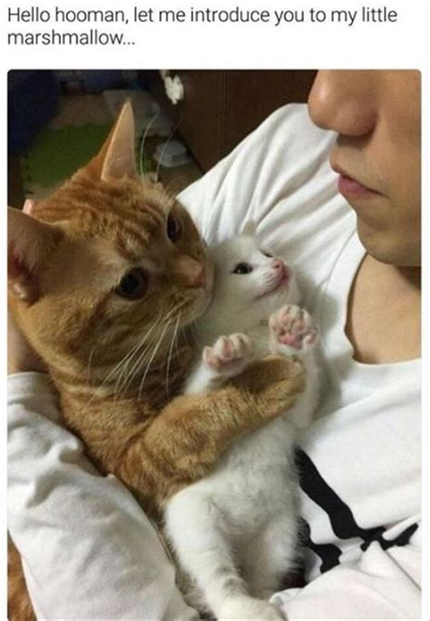 Little did she know, she would be confronting the owner of the card. Nice To Meet You | Cute animal memes, Funny animal memes ...