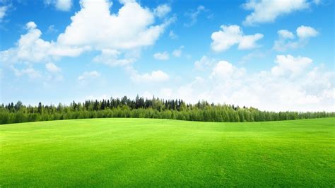 아름다운 녹색 잔디 자연 바탕 화면 배경 무늬시사