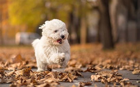 Coton De Tulear Dog Breed Information Pictures Characteristics
