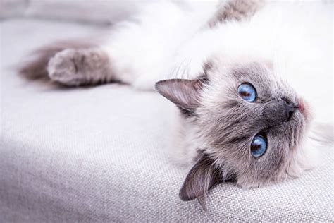 Best Fancy Cat Stock Photos Pictures And Royalty Free Images Istock