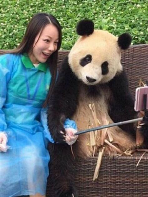 Lucu Deh Diajak Selfie Panda Ini Begitu Ekspresif Lifestyle
