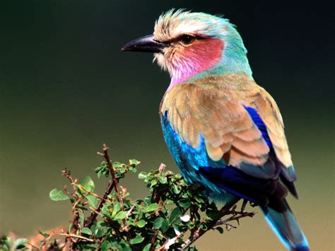 Unique Animals Blogs 8 Beautiful Birds Free Wallpapers