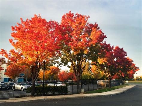 8 Common Types Of Maple Trees In Australia Progardentips