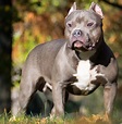 American Bully - Wikipedia