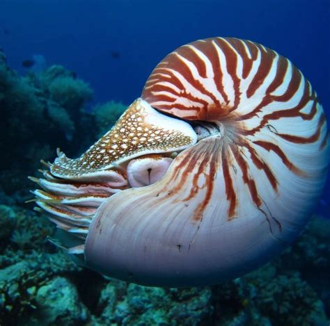 Nautilus An Ancient Creature Survives 500 Million Years Neon Lad