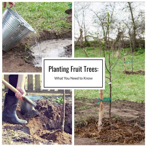 Planting Fruit Trees What You Need To Know Home And Gardening Ideas