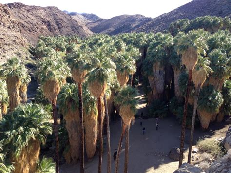 Indian Canyons In Palm Springs California Travel 50 States