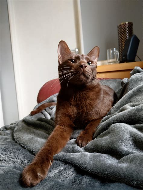 It Was Recommended I Post My Rare Brown Cat Here Heres Bodhi For Your Viewing Pleasure R