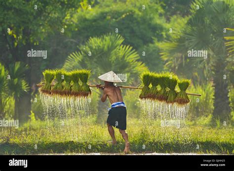 Rear View Of Man Carrying Rice Plants In Paddy Field Hi Res Stock