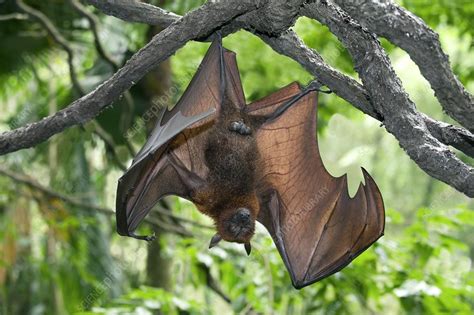 malayan flying fox stock image c004 1993 science photo library