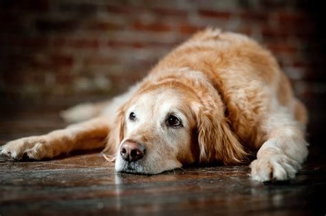 9 Things You Should Do With Your Senior Dog Three Million Dogs