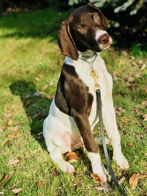 Trained German Shorthaired Pointer For Sale Mans Best Friend