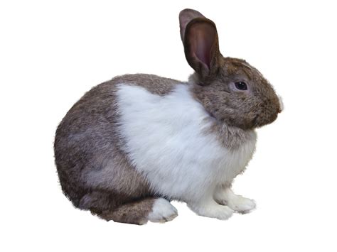 Brown Mix White Rabbit Easter Bunny On A Transparent Background Png