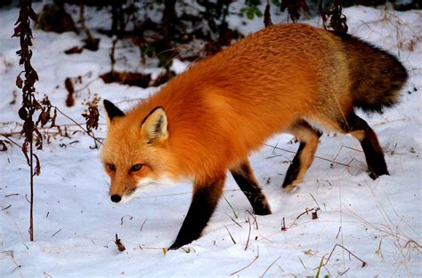 Beautiful Red Fox Vulpes Vulpes In New Hampshire