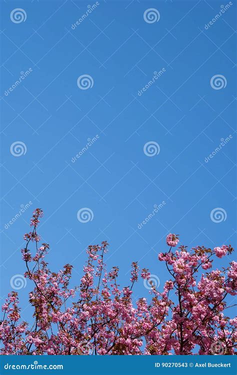 Pink Cherry Blossoms And Clear Sky Background Stock Image Image Of