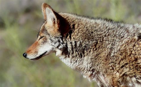 Coyote Control How Urban Coyotes Are Invading Our Cities Bird X
