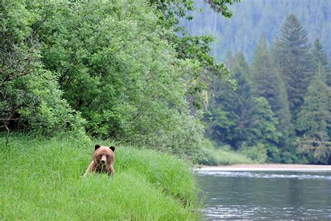 Grizzly Bear Watching In Canadas Great Bear Rainforest