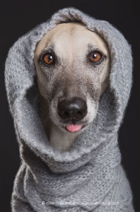 15 Vivid Dog Portraits By Elke Vogelsang