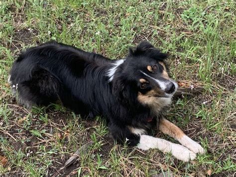 How Loyal Are Australian Shepherds