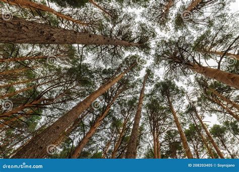 Nadir Shot Of A Pine Forest Sensation Of Infinity Stock Image Image
