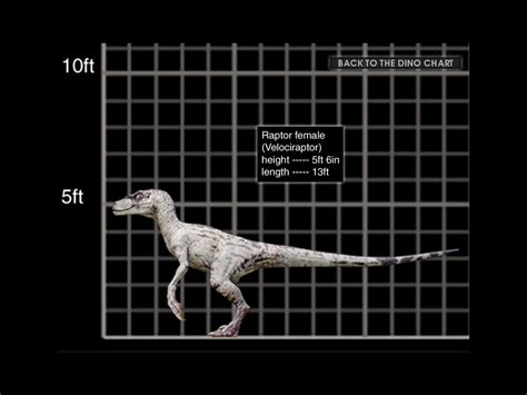 Image 1024x768 Velociraptor Female Size Chart Jurassic Park