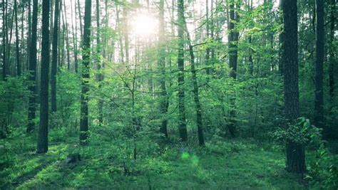 Beautiful Nature Forest Trees Green Stock Footage Video