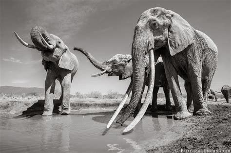 Las últimas Fotos De La Reina De Los Elefantes