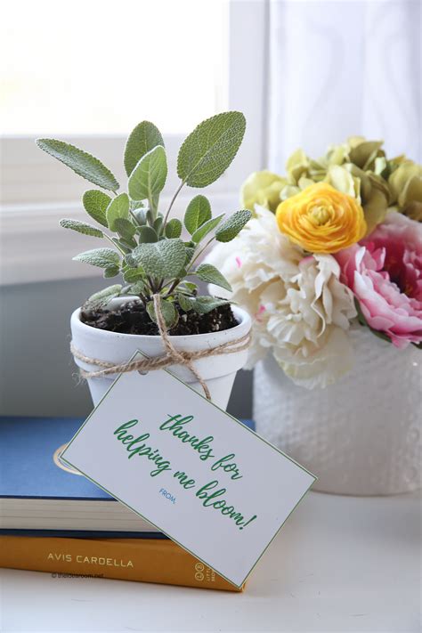 Gift ideas for child's teacher. Herb Plants Teacher Gifts for Teacher Appreciation