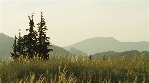 Landscape Of Long Grass Blowing In The Wind With Mountains In The