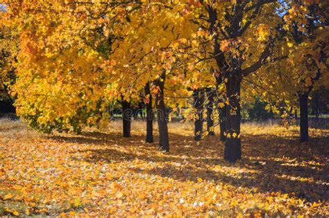 Sunny Autumn Day Stock Image Image Of Natural Autumn 71981411