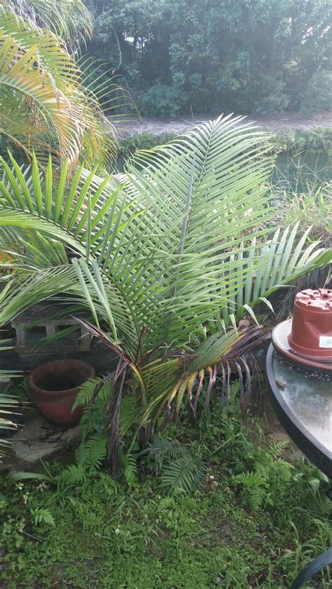 Ravenea Sp New And Sp Giant Discussing Palm Trees Worldwide Palmtalk