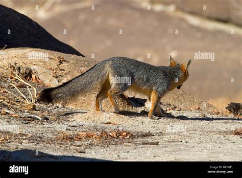 Gray Fox Urocyon Cinereoargenteus Hunting For Prey At Barker Dam