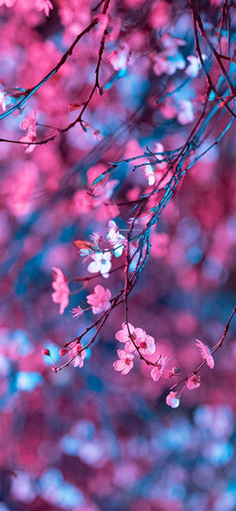 Cherry Blossom Background Kolpaper Awesome Free Hd Wallpapers