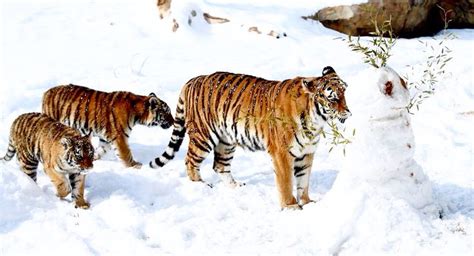 Tigers Checking Out A Snowman Photos Of The Week Pets Animals