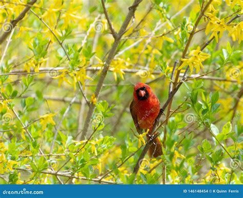 Beautiful Red Bird Among Yellow Flowers Stock Photo Image Of