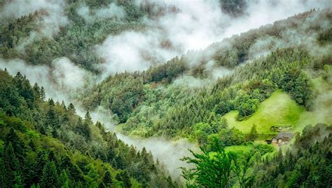 Selva Negra 5 Datos Que No Sabías De Este Impactante Bosque Mexico