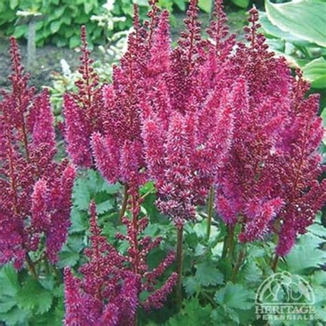 Astilbe ‘purple Rain Perennial For Partial To Full Shade In Z3 9